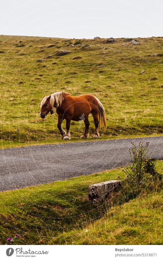 Horse grazing in the French Pyrenees horse nature pasture france mammal meadow scenery animal beauty grass green border equestrian asphalt wild equine freedom