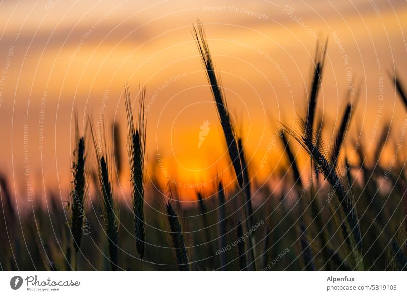 Evening cereals Grain Sunset Field Ear of corn Agriculture Grain field Cornfield Agricultural crop Nutrition Growth Nature Summer Food spike Moody Sunrise