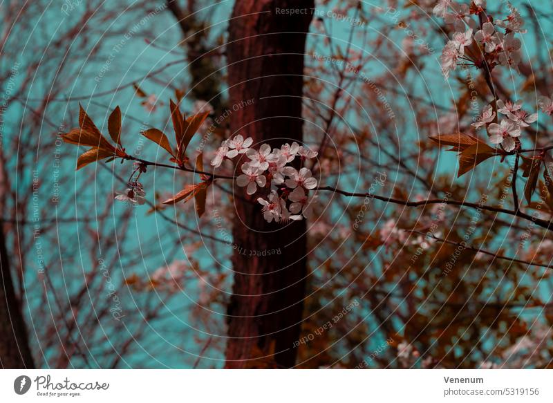 Blossoming tree in spring, beautiful pastel colors trees forest forests leaf leaves Branch Branches nature Germany photography wildlife nature photo