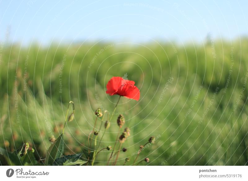 red poppy flower in front of a corn field. country idyll Grain field Agriculture Field Agricultural crop Ear of corn Plant Growth Nutrition Summer Exterior shot