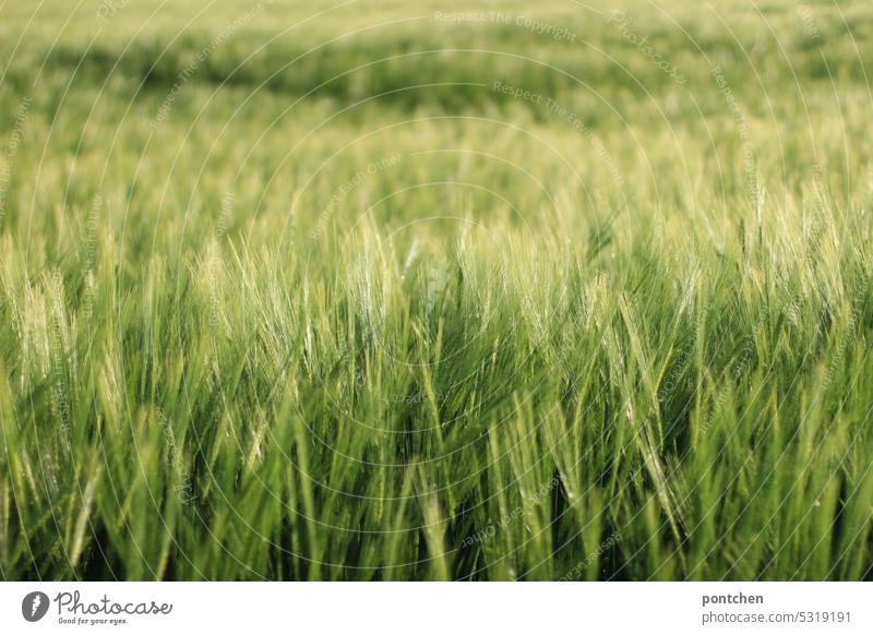 a wheat field. agriculture Field Wheatfield Ear of corn Grain Agriculture Agricultural crop Cornfield Growth Nutrition Plant