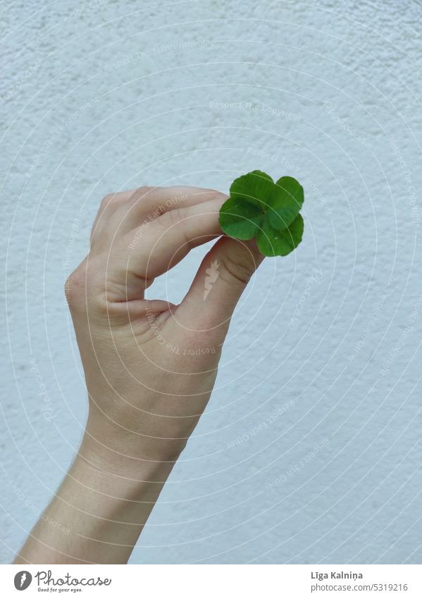 Hand holding the lucky Clover leaf 🍀 Cloverleaf Happy Good luck charm Green Four-leaved Four-leafed clover Symbols and metaphors Success Leaf Colour photo