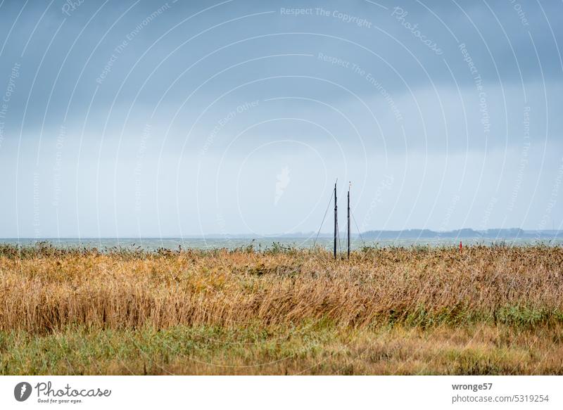 Mast tops of a sailboat behind the reed belt at Saaler Bodden. Sailboat Fischland Common Reed Horizon Sky overcast Landscape Exterior shot Colour photo Deserted