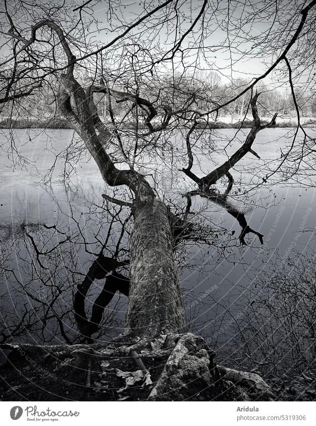 Winter memory Tree Lake roots Nature Landscape Exterior shot Wood Water Calm Lakeside Reflection Water reflection Idyll Surface of water Cold Gray Sky