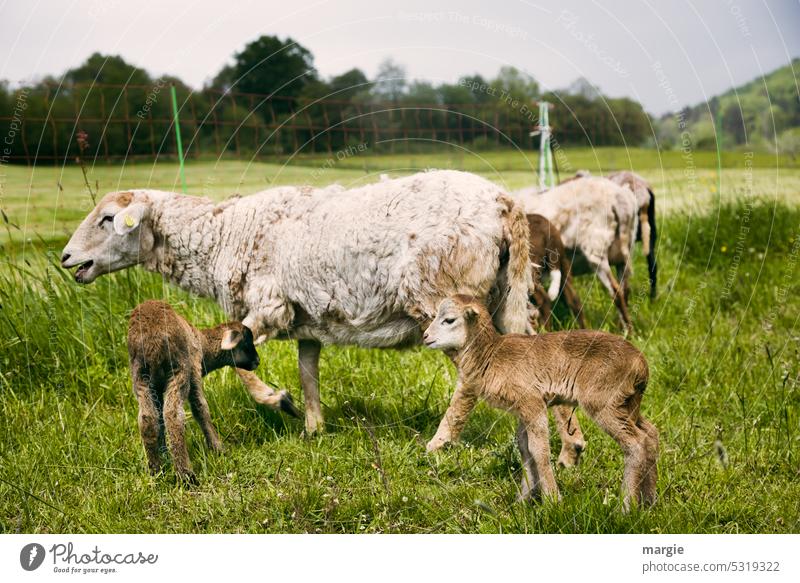 Sheep with 2 little lambs Meadow Animal Wool Grass Farm animal Group of animals Lamb Exterior shot animal portrait Agriculture Keeping of animals Willow tree
