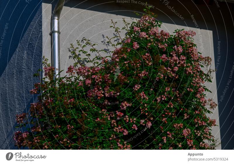 A lush pink flowering climbing rose grows up a sunlit white house facade Pink Blossoming rosesbush house wall White sunny Sun Sunlit Spring Garden
