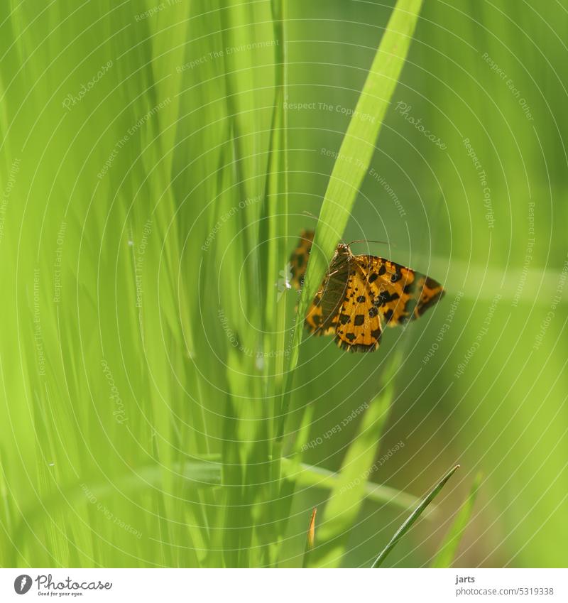 Small beautiful butterfly in tall green grass II Butterfly inconspicuous pretty Yellow Orange Grass Green Summer Nature Plant Flower Animal Colour photo Day