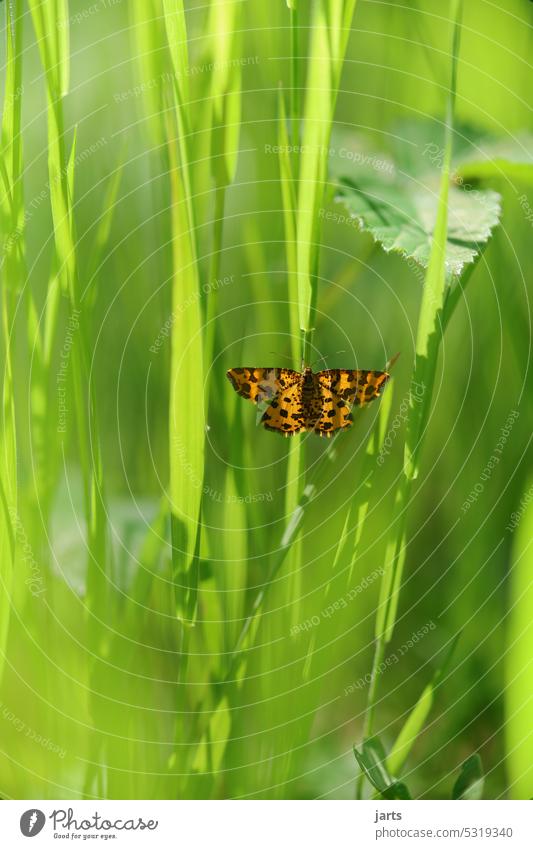 Small beautiful butterfly in tall green grass Butterfly inconspicuous pretty Yellow Orange Grass Green Summer Nature Plant Flower Animal Colour photo Day