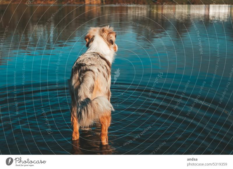 Dog looks out on the water Australian Shepherd Purebred dog Pet Water in the water Watchdog herding dog from behind red merle Animal Cute Colour photo
