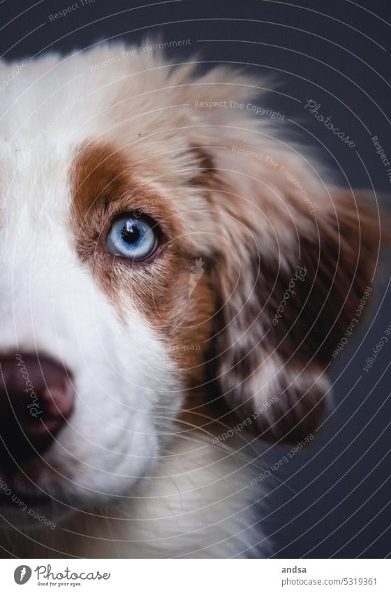 Animal portrait of Australian Shepherd puppy Puppy young dog Dog blue eyes red merle Pet Colour photo Purebred dog Blue Looking Curiosity Cute Love of animals