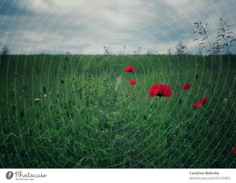 Poppies shine in the cloudy sky on a meadow poppies poppy flower Flower Poppy Nature Plant Summer Poppy blossom Blossom Red Exterior shot Colour photo Meadow