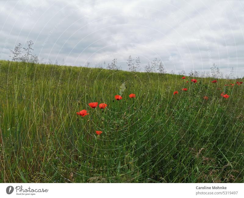 Poppies on a meadow poppies Poppy field poppy flower Poppy blossom poppy meadow poppy bud Flower Plant Summer Nature Red Meadow Colour photo Exterior shot Field