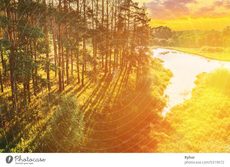 Aerial View Of Pine Forest And River. Elevated View Of Woods Forest River Landscape During Sunset In Autumn Evening. Sun Sunlight Through Woods And Trees In Autumn Forest Landscape