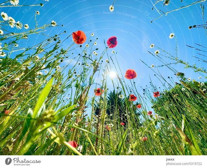 Summer garden from frog perspective Garden Flower meadow Meadow Spring Blossom Blossoming Exterior shot Close-up Grass Sky flowers Nature Plant Green