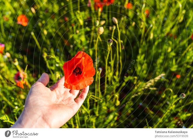 A woman's hand holds a bud of red field poppy in a poppy field Papaver Close Up flowers flowering blooming petal Papaveraceae family Papaver rhoeas common poppy