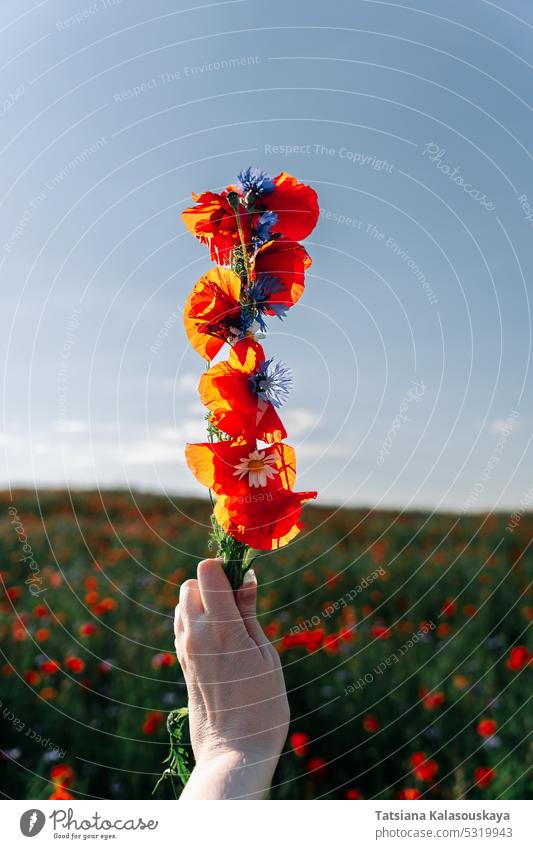 A female hand holds a woven bundle of wildflowers in a poppy field. Red poppies and blue cornflowers in a woman's hand Papaver flowering blooming petal