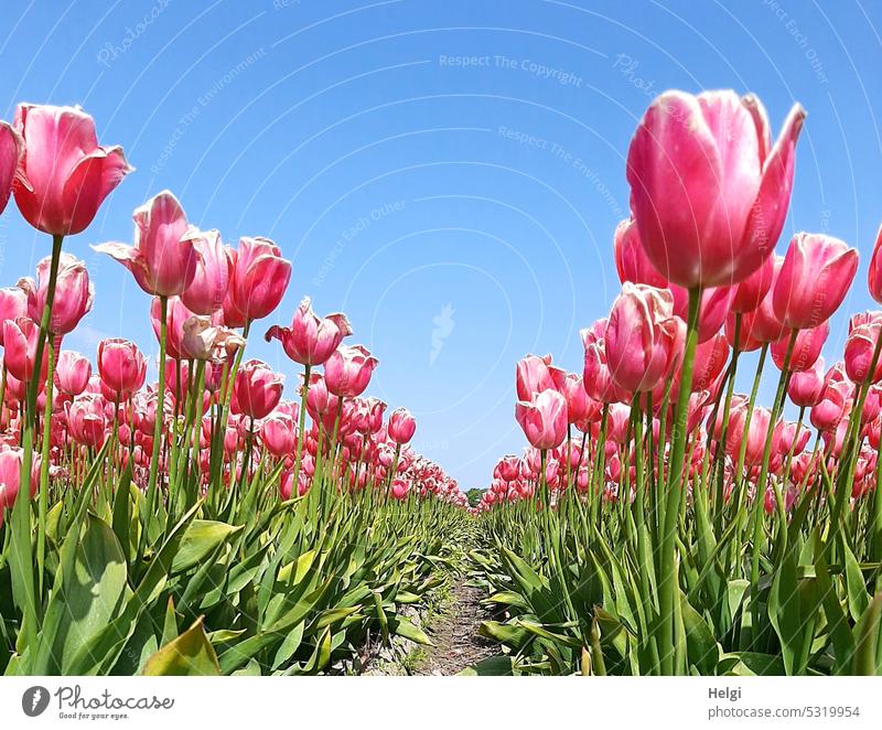 blooming pink tulips in rows on tulip field against blue sky Tulip Tulip field Flower Blossom Many Row Worm's-eye view Plant Spring Tulip blossom Blossoming