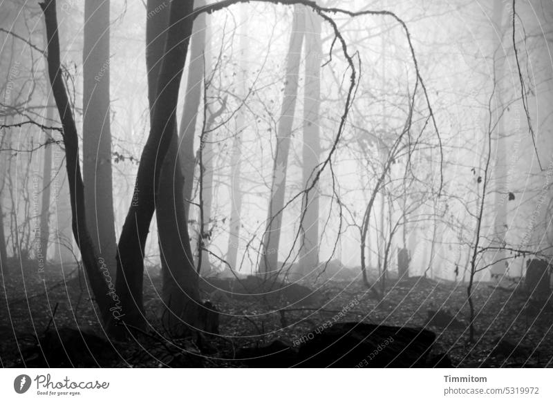 gray in gray | in the forest from light to dark Forest Tree Tree trunk Branches and twigs foliage Sparse Autumn Winter Gray Gloomy light and dark stones Sky
