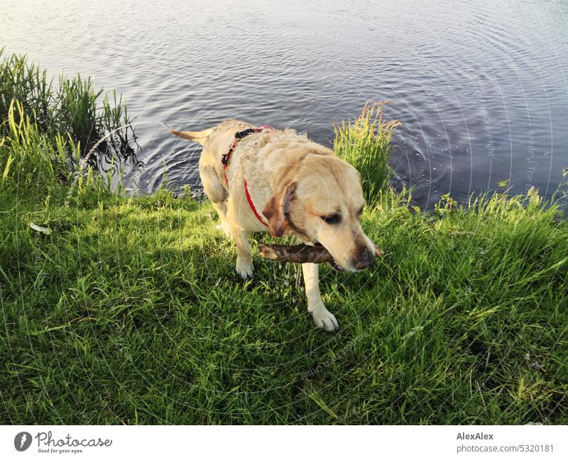 Blonde Labrador with a stick in his mouth comes out wet from a lake Dog Pet Love of animals water dog Body of water Lake Water Retrieve retract Animal