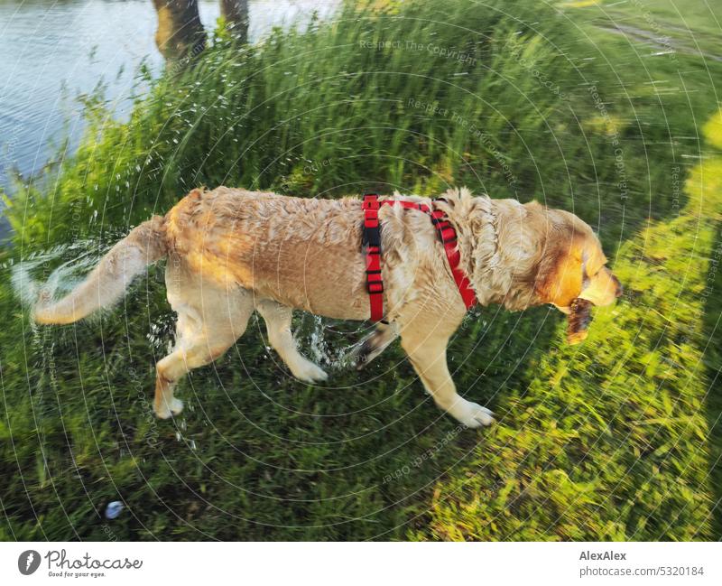 Blonde Labrador with a stick in his mouth comes out of a lake dripping wet Dog Pet Love of animals water dog Body of water Lake Water Retrieve retract Animal
