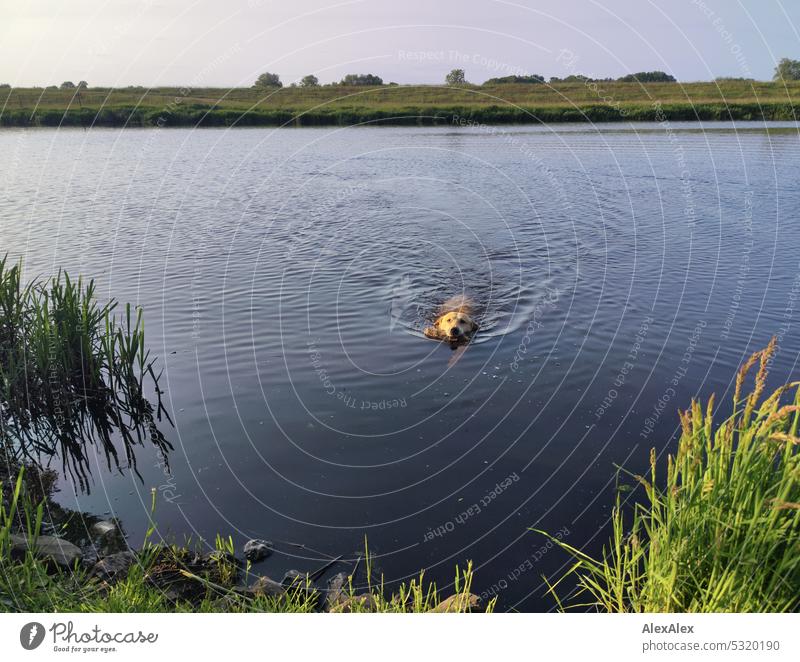 Blonde Labrador with a stick in his mouth swims in a lake towards the shore Dog Pet Love of animals water dog Body of water Lake Water Retrieve retract Animal