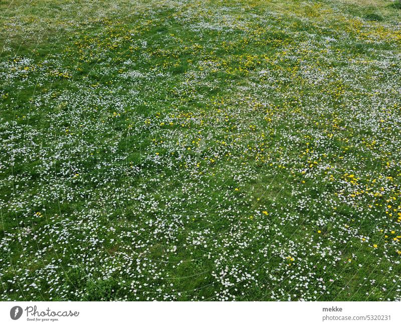 Needle in a haystack | A paradise for Maja and Willi Meadow Flower meadow Daisy Spring Grass Blossom Green Garden Blossoming White Summer Nature Spring fever