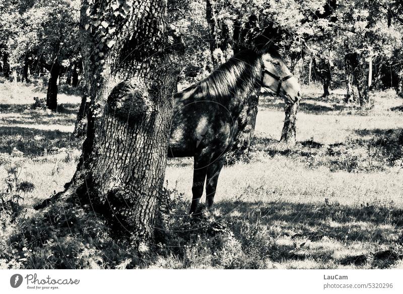 gray in gray | search picture with horse Horse well camouflaged Hiding place Camouflage covert black-and-white Tree Tree trunk Light stallion mare Stand Shadow