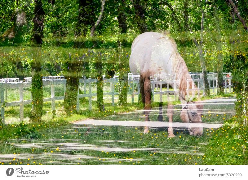 Double exposure with horse Horse trees Meadow Willow tree graze Green Grass Nature Animal Summer Lipizzaner Landscape Farm animal paddock Fence Fences