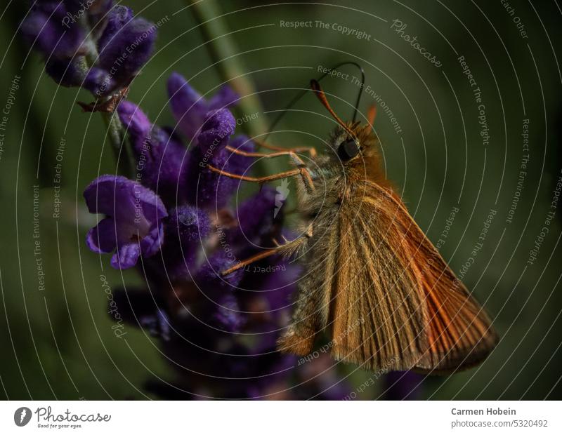 orange butterfly with closed wings and extended proboscis on blue purple flower with green background Close-up Beauty of nature Nature photo butterflies Insect