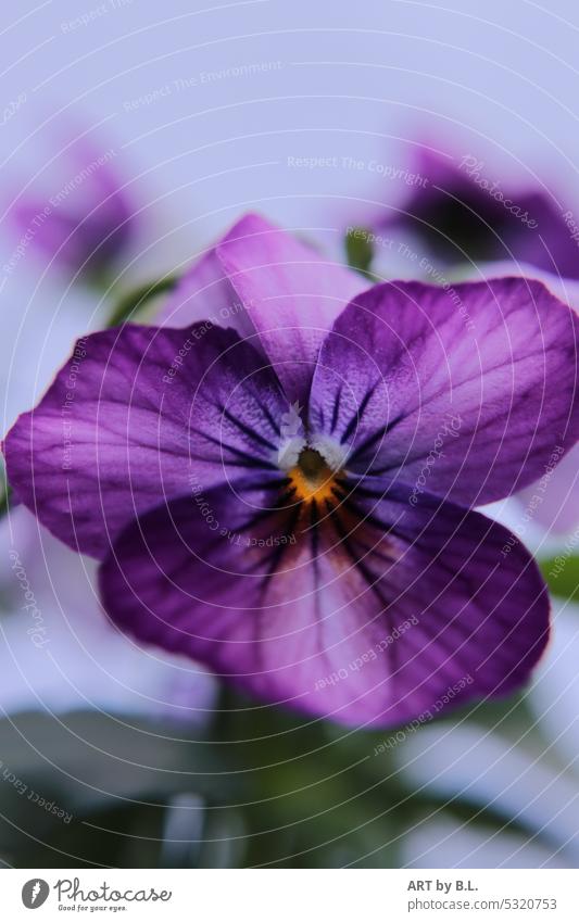 Flower horned violet from 2023 Horned violets, flora Garden Blossom Close-up purple Blue Yellow flourished Nature structure Wallpaper Poster garden magazine