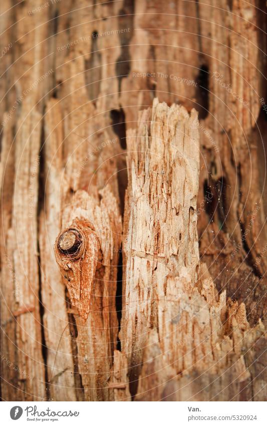 Woody Tree Brittle Brown Old Colour photo Nature Tree trunk Close-up Detail Plant Deserted Exterior shot naturally