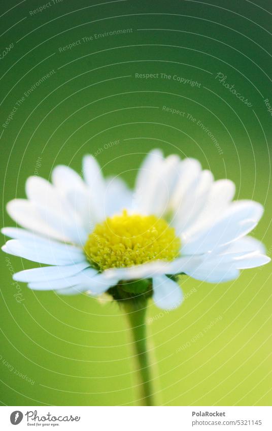 #A0# Daisies Daisy daisy meadow Daisy flowers Daisy Flower Blossom Meadow Meadow flower Nature Plant Green Spring Blossoming Close-up