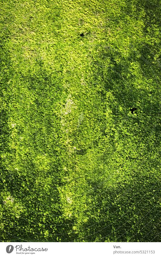 Nothing going on without moss Moss Carpet of moss moss-covered Green Bright green Dark green Nature Wall (barrier) Lichen