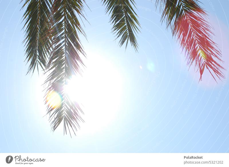 #A0# Miami and so... Miami Beach Sky Summer Palm tree Palm frond palms Palm beach palm branches sunny Vacation & Travel Tourism vacation Vacation mood