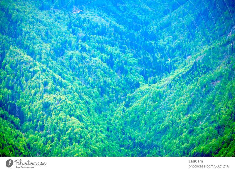 Mountain and valley and a lot of forest Forest Green Valley mountains Hill Nature Landscape trees Outdoors panorama Vantage point travel Picturesque Hiking