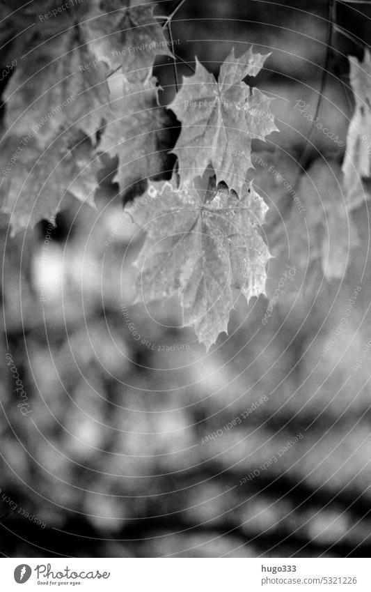 monochrome autumn leaves Black and white photography black-white Monochrome Autumn leaves black on white Black & white photo Landscape Nature Exterior shot