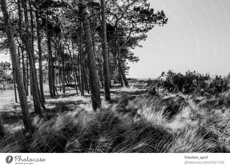 Pine would have to be| pine forest and dune oats on the coast in black and white Jawbone coastal landscape Nature Forest Tree Landscape Outdoors on the beach