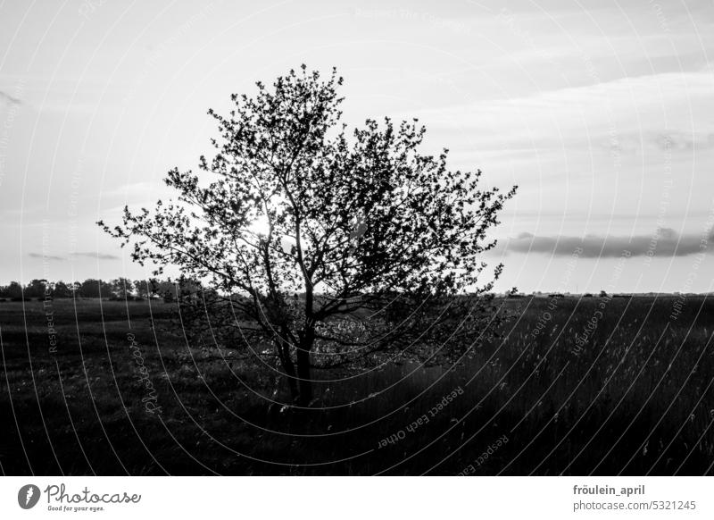 He stands there quite simply | tree in spring in black and white Nature Tree Landscape Sky Black & white photo Plant Contrast Sunlight Back-light Silhouette
