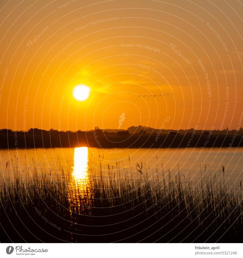 Morning round | sunrise at the Bodden, swans flying Sunrise - Dawn Sky Light Sunlight Landscape Exterior shot Nature Idyll Water bank Hiddensee Swan Silhouette