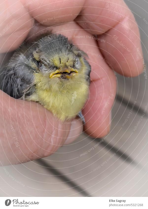 Blue tit chick taken from nest by jay :( Bird Nature Exterior shot Colour photo Deserted Animal portrait naturally Environment Ornithology Small