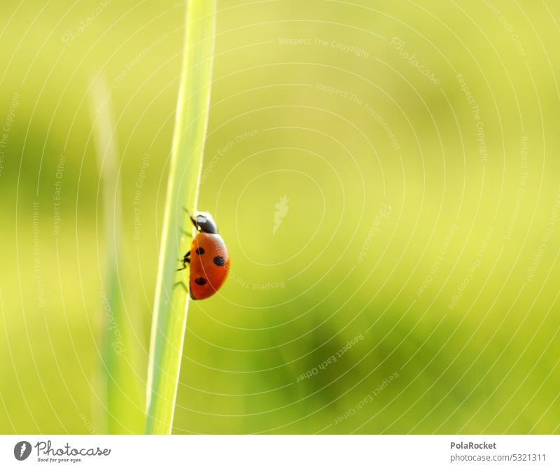#A0# Ladybug in sunlight Ladybird Happy Good luck charm Congratulations happy Happy Birthday Green Joy