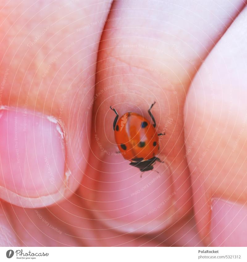 #A0# Little wanderer Beetle Ladybird Fingers Climbing Animal Insect Close-up Colour photo Nature Crawl Happy Macro (Extreme close-up) 1 Red Small Exterior shot