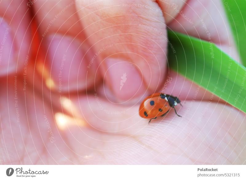 #A0# Little wanderer Beetle Ladybird Fingers Climbing Animal Insect Close-up Colour photo Nature Crawl Happy Macro (Extreme close-up) 1 Red Small Exterior shot