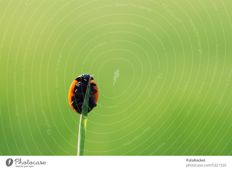 #A0# Marie Ladybird Beetle Happy Good luck charm fortunate Congratulations happy Happy Birthday Green