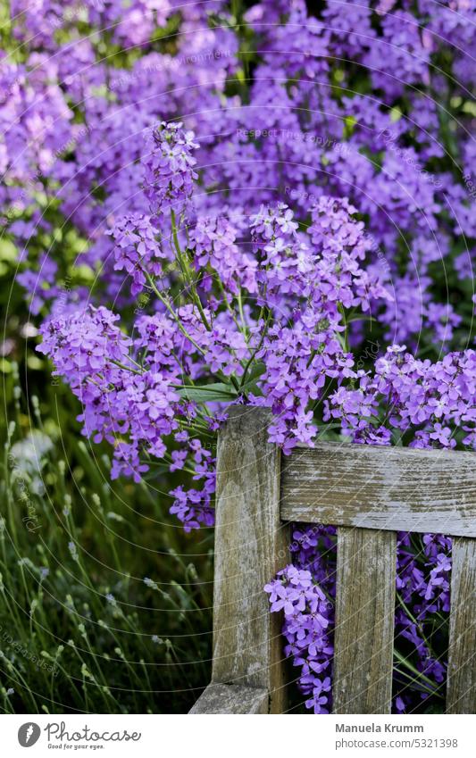 Old wooden bench framed by purple flowers Nature Colour photo Close-up Detail Plant Blossom Exterior shot old bench Purple flowers Park Landscape pretty Summer