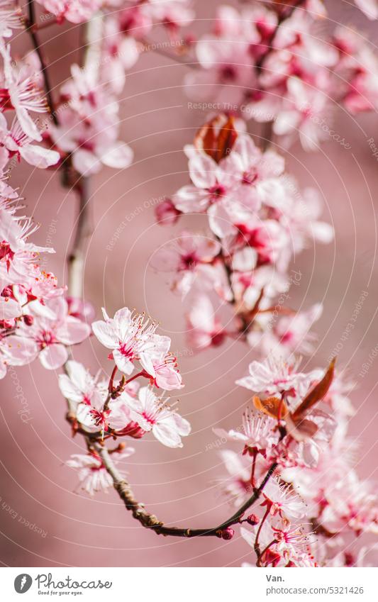 flower magic Blossom Tree Twig Branch Pink pink blossom Blossoming Spring Nature Plant Exterior shot Colour photo pretty Delicate naturally