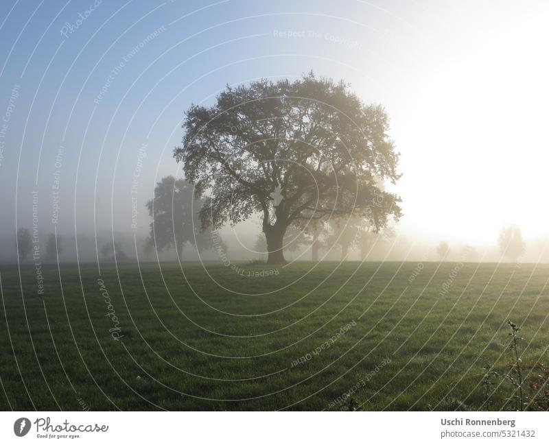 Tree on pasture in morning haze Morning fog morning mist Nature Green clear Fog Light Meadow
