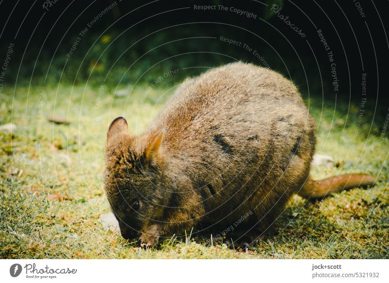 Loner wombat Wombat Marsupial Herbivore Mammal animal world Australia Tasmania Grass To feed Animal hefty loner Habitat District naturally Foraging Free-living