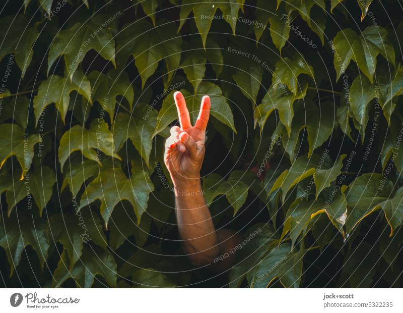 Lost Land Love II Victory sign Hand Fingers Gesture Arm Sieg peace sign Ivy Nature Plant Leaf Green facade Overgrown Creeper Foliage plant Shadow Sunlight