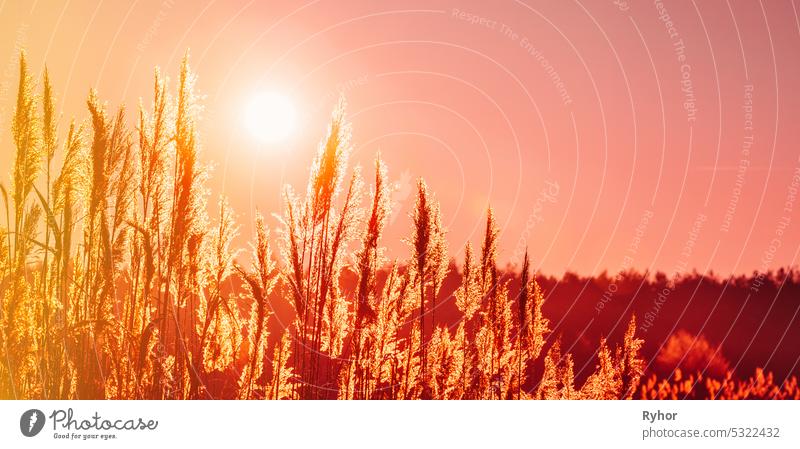Panoramic View Of Dry Grass In Sunset Sunlight. Beautiful Plant On Sunrise Sky Background. Nature At Sunrise. Grass Illuminated By Sun. Dusk Time. Golden Summer Sunset